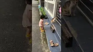 Jalan pagi, eh ketemu kucing #kucinglucu #bayilucu