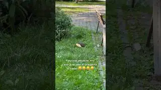 Покормили братьев наших меньших 🥐🐀#крыса #кормить #братьянашименьшие #дикиезвери #дикиеживотные