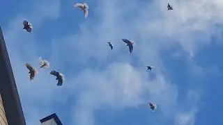 У меня сегодня выходной птица в небе 13 10 2023 года