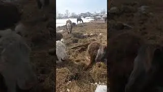 Как спят лошади/ семья Фетистовых