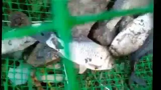 Морда-верша из пластиковой сетки для ловли рыбы своими руками