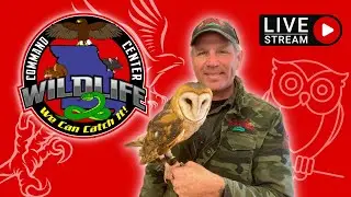 HAWKS & OWLS with Bare Hands Beran | Meet the Animals LIVE