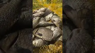 Карась в садке 