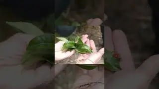 Organic Tea Trees in Phoenix Mountain 