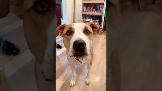 EVERY TIME #friday #kitchen #refrigerator #food #everytime #dog #doglover #dogowner #animallover
