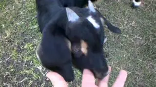 Orphan Goats