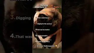 Ranking Dogs Reactions to Human Farts
