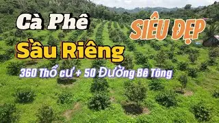 SIÊU ĐẸP, VƯỜN SẦU RIÊNG + CÀ PHÊ, THỔ CƯ 360m ÔM ĐƯỜNG BÊ TÔNG 50M, DÂN CƯ ĐÔNG