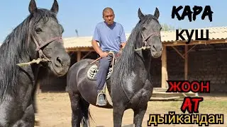 жоон кара куш ДЫЙКАНДЫН АТЫ⚫️11 октября 2022 г.