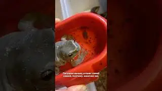 The most dangerous mistake a pet frog owner can make