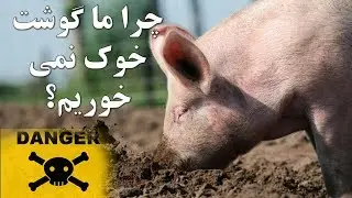 Why we do not eat pork به این دلایل ما گوشت خوک نمیخوریم