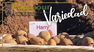 Papatour: conoce la variedad de semilla de papa participante 'Harry'