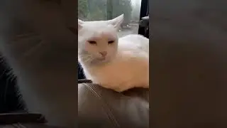 #животные