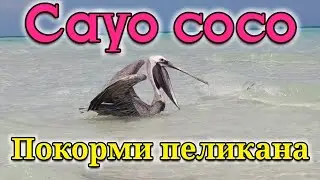 Cayo Coco Memories caribe 4*. Как покормить пеликана!