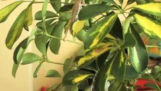 Ellie Panther Chameleon Hand Feeding