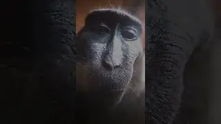 Monkey 4K Edit🔥