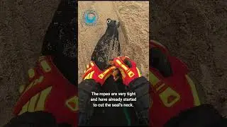 Seal Rescued From Ropes #shorts