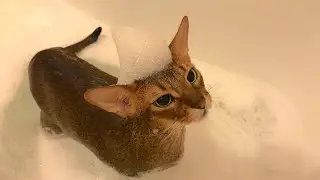 Купание абиссинца Моти