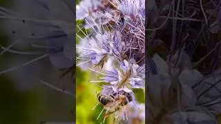 Один день из жизни пчёл #пасека #пчелы #пчеловодство #мед #honey #honeybee #bee