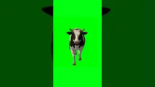 Cow walking green screen video 