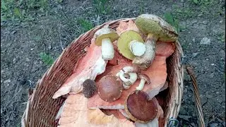 BOLOVIKI!!! Has it really started? Mushroom picking on May 7, 2023.