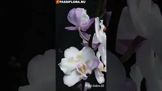 P.Liu’s Sakura KF.