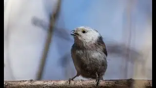 മെല്ലെ മെല്ലെ മുഖപടം തെല്ലൊതുക്കീ