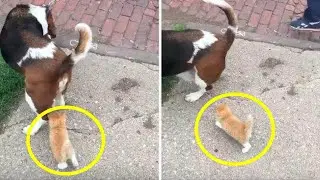 A homeless kitten caught up with a man with a dog and went home with them!