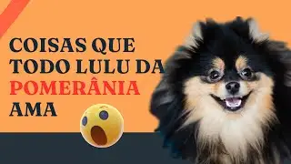 8 Coisas que todo SPITZ ALEMÃO AMA
