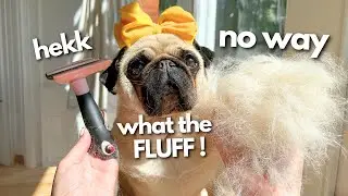 Funny Pug Reaction Bath Time 😂 — Dog Vlog