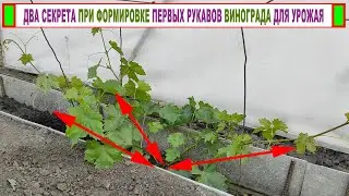 🍇 Куст винограда 2 год! Что ОБЯЗАТЕЛЬНО НУЖНО СДЕЛАТЬ СЕЙЧАС, если планируем УРОЖАЙ в БУДУЩЕМ ГОДУ!
