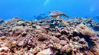海龟