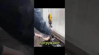 How to quickly remove hair from an animal using rosin