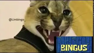 Big Floppa vs Bingus?! 😳