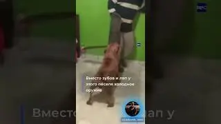 Собака напала на грабителя