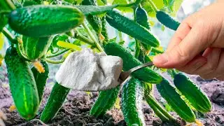 One spoon for cucumbers and cucumbers will fill up! I collect cucumbers in bags!