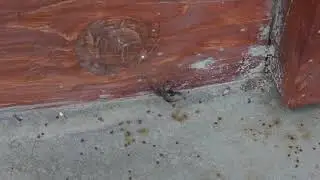 Acrodactyla carinator vs spider,