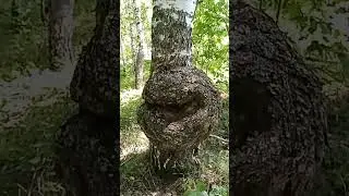 НЕОБЫЧНЫЙ НАРОСТ НА БЕРЕЗЕ