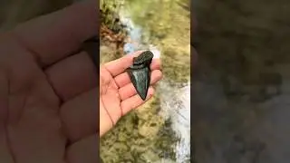 Exploring a Shark Graveyard!