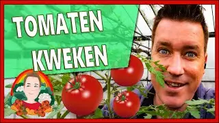 TOMATEN KWEKEN VAN A TOT Z | Moestuin vlog 141 | Tomaten verspenen, tomaten planten, Tomaten in pot