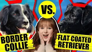 BORDER COLLIE VS FLAT COATED RETRIEVER