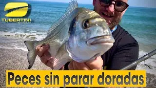 🖤 DORADAS EN ALMERÍA PECES CADA LANCE QUE GRAN DÍA SURFCASTING 💛