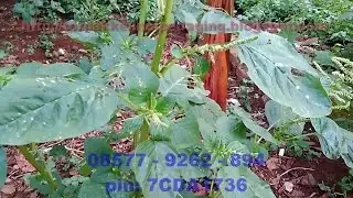 Ternak Kelinci [081213644254] - Jenis Makanan Kelinci