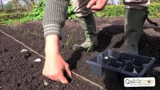 How To Grow Garlic - A Step By Step Guide
