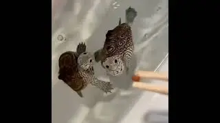 可愛小龜 😍  tortoise 🐢