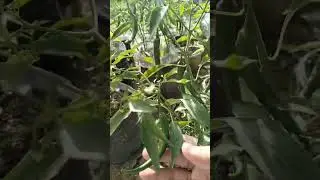 Cabe