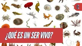 Qué son los seres vivos [7 CARACTERÍSTICAS]