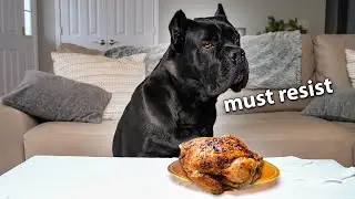 Leaving My Dog Alone with a Whole Chicken 🍗 | Cane Corso