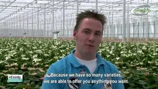 Evanty (english subtitles)
