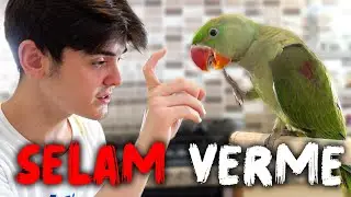 Kuşuma Komutla Selam Vermeyi Öğrettim - Alex "Merhaba"